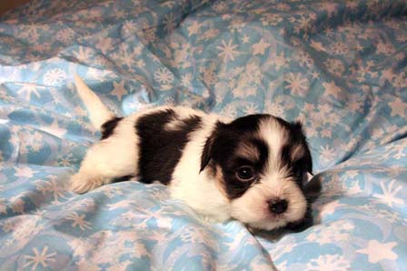 havanese-puppies